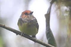 Poecilotriccus ruficeps