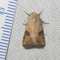Micrathetis costiplaga
