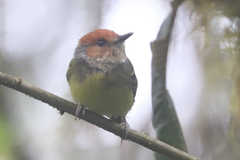 Poecilotriccus ruficeps
