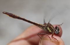 Phanogomphus cavillaris