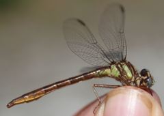 Phanogomphus cavillaris