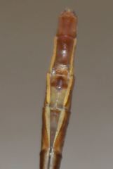 Phanogomphus cavillaris