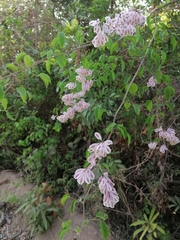 Podopterus mexicanus