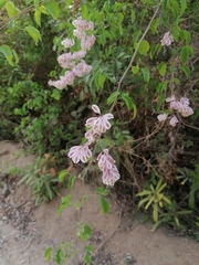 Podopterus mexicanus