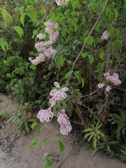 Podopterus mexicanus