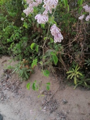 Podopterus mexicanus