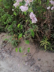Podopterus mexicanus