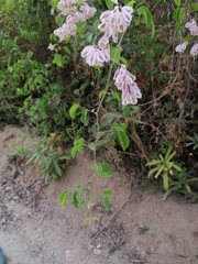 Podopterus mexicanus