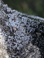 Myriolecis semipallida