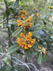 Gastrolobium bilobum