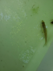 Ambloplites rupestris