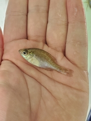 Ambloplites rupestris