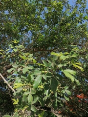 Vitex mollis