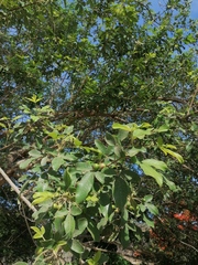 Vitex mollis