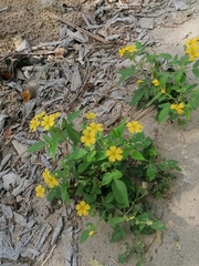 Oxalis frutescens