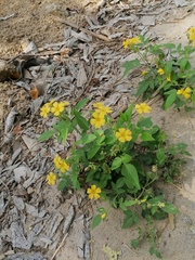 Oxalis frutescens