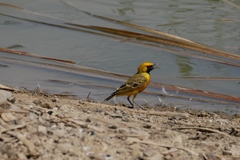 Epthianura aurifrons