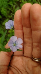 Linum usitatissimum