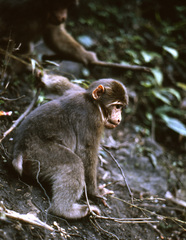 Macaca thibetana