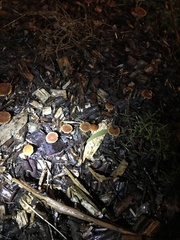 Psilocybe subaeruginosa