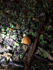 Psilocybe subaeruginosa