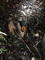 Psilocybe subaeruginosa