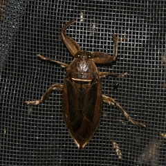 Lethocerus