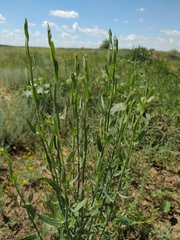 Chondrilla latifolia