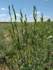 Chondrilla latifolia
