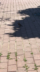 Passer domesticus