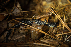 Plethodon sequoyah