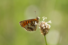 Melitaea aurelia
