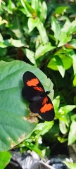 Castilia perilla