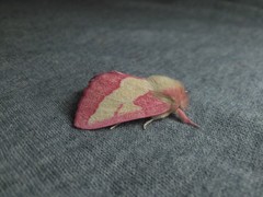 Hyparpax aurora