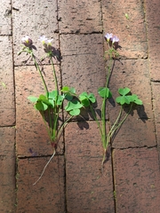 Oxalis tragopoda