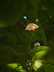 Hoya verticillata