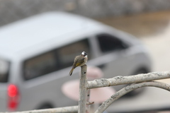 Pycnonotus sinensis sinensis