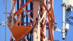 Compsothraupis loricata