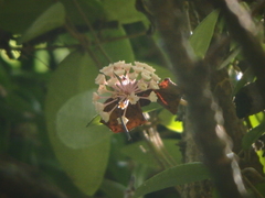 Hoya verticillata
