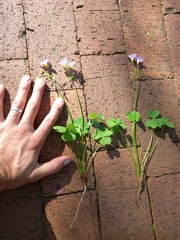 Oxalis tragopoda