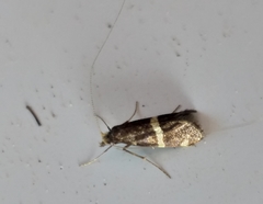 Ceromitia natalensis