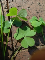 Oxalis tragopoda