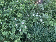 Rosa arvensis