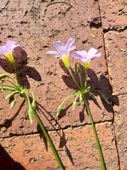 Oxalis tragopoda