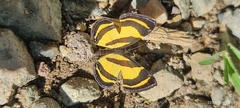 Baeotis staudingeri