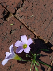 Oxalis tragopoda