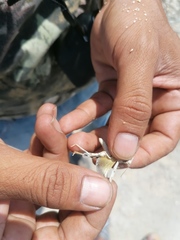 Heliastus sumichrasti