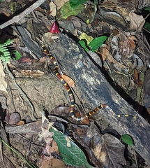 Micrurus mosquitensis