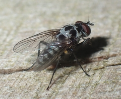 Diptera