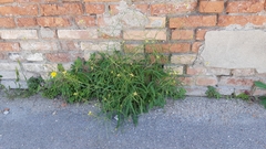 Sisymbrium orientale